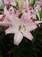 [4213 Camengo Mak No102.JPG]